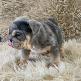 miniature english bulldog puppies for sale near me miniature english bulldog puppies for sale near me