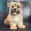 Morkie puppies for sale near me