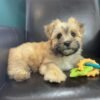Morkie puppies for sale near me