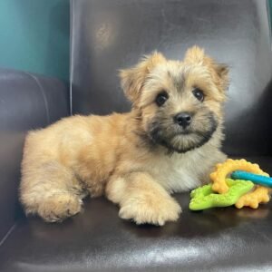 Morkie puppies for sale near me