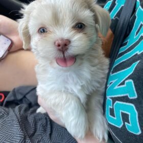 Shih tzu puppies for sale