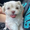 Shih tzu puppies for sale