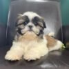 Shih tzu puppies for sale under $300
