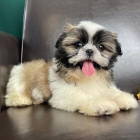 Shih tzu puppies for sale under $300