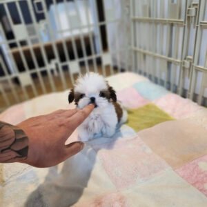 Teacup shih tzu for sale