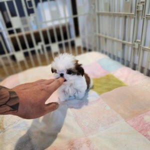 Teacup shih tzu for sale