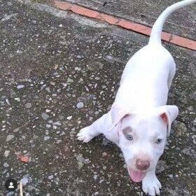 pitbull puppies near me