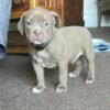 pitbull puppies for sale