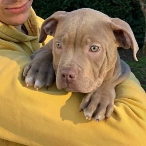 mastiff breeders missouri