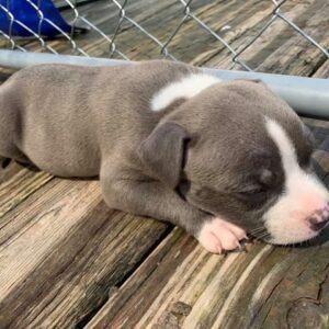 pitbulls in atlanta ga for sale by owner
