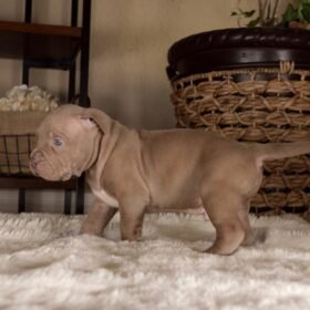 buy a pitbull puppy near me buy a pitbull puppy near me