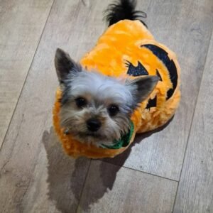 shih tzus for sale near me