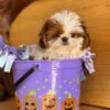 shih tzus for sale in ga