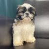 Shih tzu puppies for sale under $300