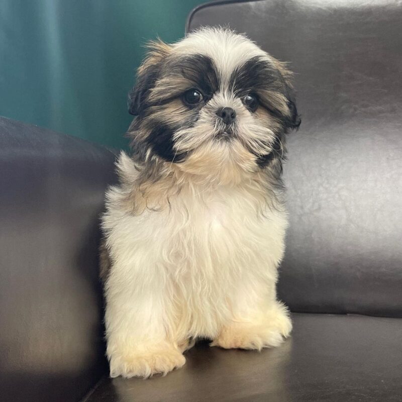 Shih tzu puppies for sale under $300/Cheap shih tzu for sale