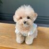 where to buy a cavapoo