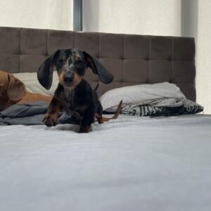 dachshund puppies georgia