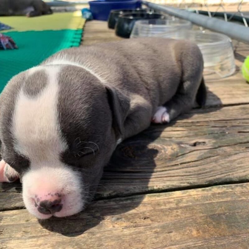 Cheap American Bully Puppies For Sale