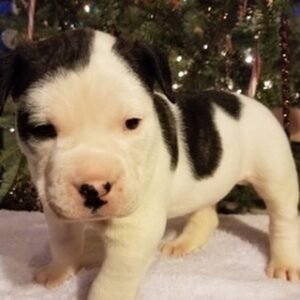 pitbull mix puppies/pitbull mix puppies for sale