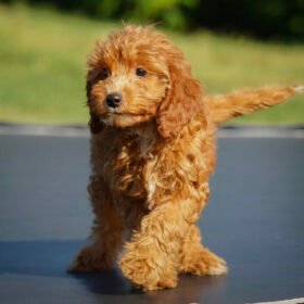 Cavapoo puppies for sale under $1000 Cavapoo puppies for sale under $1000