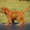 Cavapoo puppies for sale under $1000
