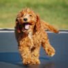 Cavapoo puppies for sale under $1000