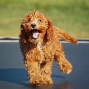 Cavapoo puppies for sale under $1000