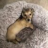 Wire haired dachshund puppy for sale