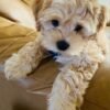 cavapoos for sale under £1000