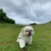 shih tzu puppies for sale in va