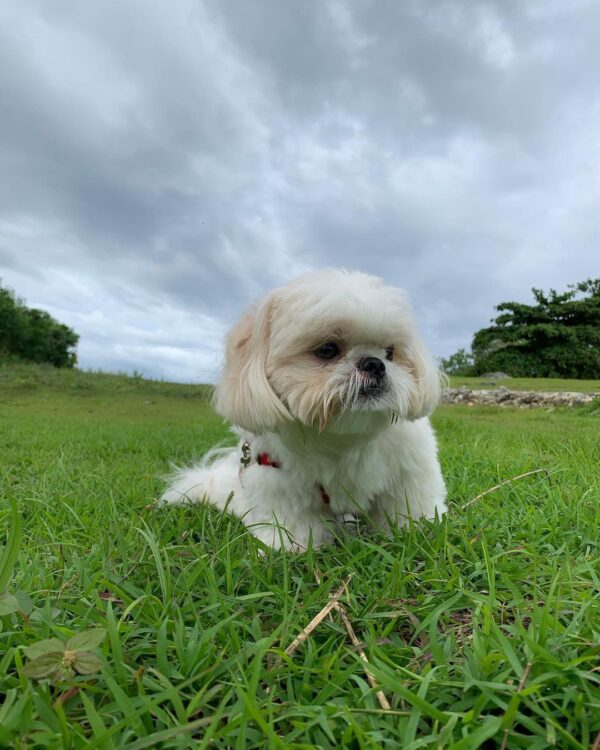 shih tzu puppies for sale in va