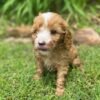 cavapoo puppies for sale
