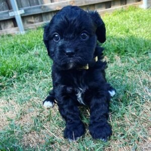 cavapoo puppies for sale