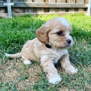 cavapoo puppies for sale near me