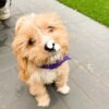 Mini cavapoo puppies for sale