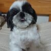 micro shih tzus for sale