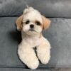 shih tzu for sale in houston texas