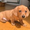 dachshund puppy for sale florida