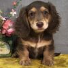 dachshund puppies for sale craigslist