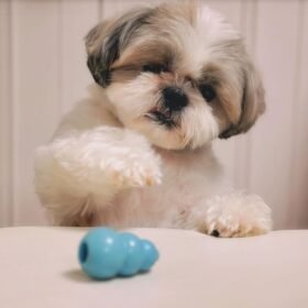 shih tzu puppies for sale in nc shih tzu puppies for sale in nc