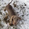 Teacup chiweenie puppies sale up to $400