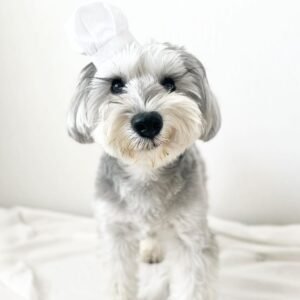 schnauzer puppies for sale near me