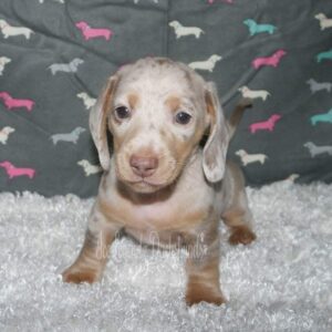 teacup miniature dachshund puppies