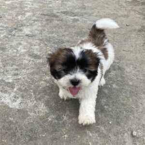 shih poo puppies for sale