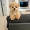 Toy poodles for sale in AZ