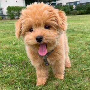 Toy poodles for sale in Colorado