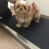 shih tzu dogs for sale