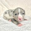 pitbull puppies for sale az