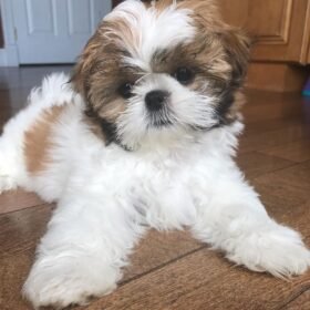 Shih tzu puppies for sale in albuquerque Shih tzu puppies for sale in albuquerque