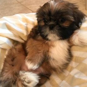 Shih tzus for sale Shih tzus for sale
